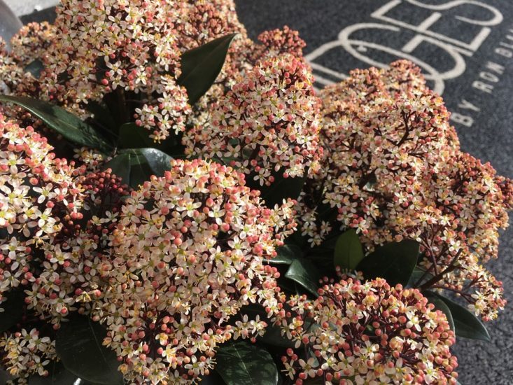 iCulture demo iPhone SE camera: bloemen met tekst op achtergrond