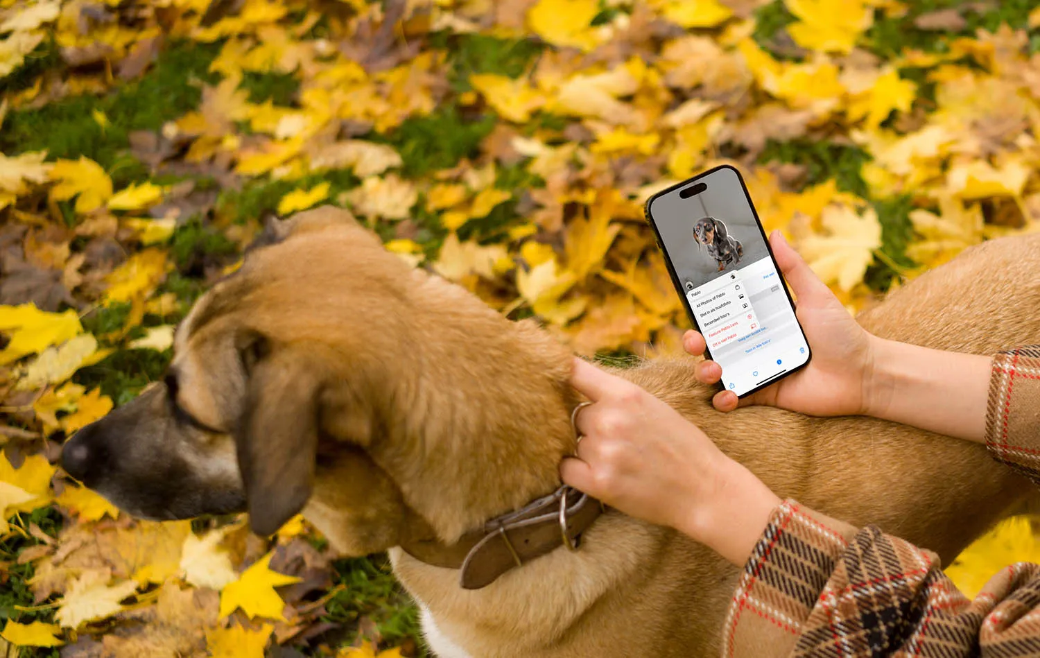 Huisdieren herkennen in de Foto’s-app